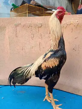 Ayam Bangkok Silangan assel parrot