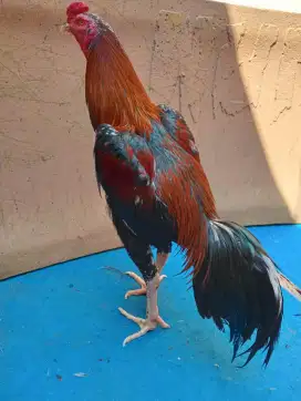 Ayam bangkok ukuran 5,5-6 Jalu teplek renteng