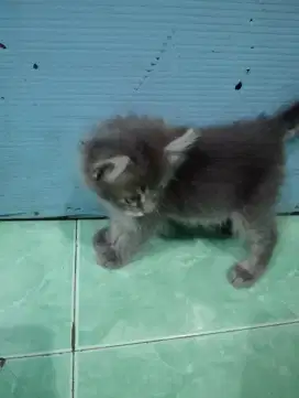 Anak kucing Persia