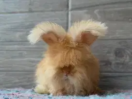 KELINCI ENGLISH ANGORA