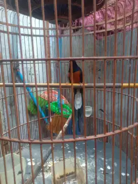 Jual murai gacor