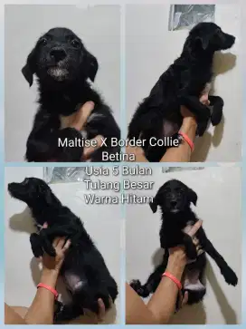 Anjing jenis mix