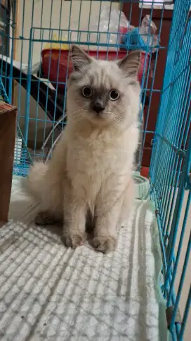 Lepas adopsi kucing persia betina 4 bulan Himalaya