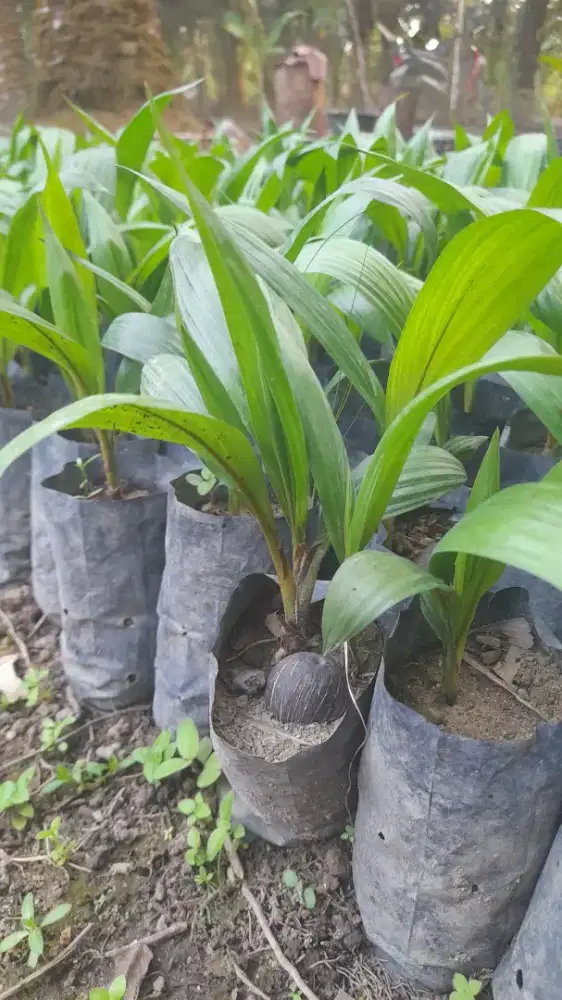 Bibit Sawit marihat