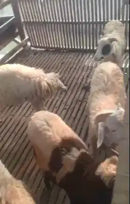 5 ekor bakalan domba jantan 5-6 bulan 18-20kiloan siap ternak budidaya