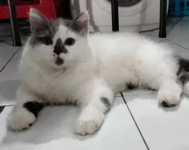 BLH Harleq silang BSH Peaknose bukan persia