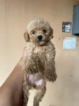 Toy Poodle Fawn (Apricot)