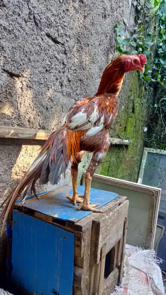 Ayam Bangkok Ekor lidi