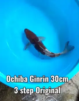 Koi antik Ochiba Ginrin 30cm