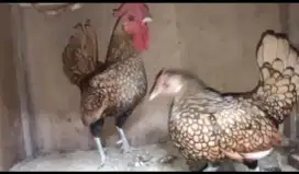 Ayam batik Kanada sepasang indukan