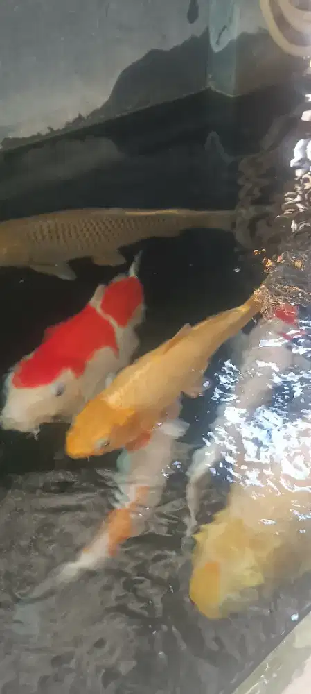 Ikan koi blitar