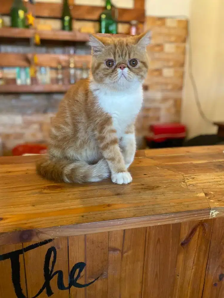 kitten persia peaknose