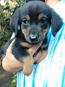 Puppy anak Anjing tekel kecil lucu