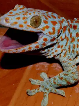 di jual tokek rumahan dan kadal draco