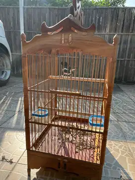 Jual Burung kacer