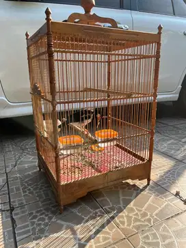 Jual jalak suren