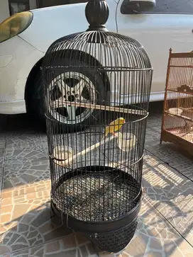 Jual burung kenari