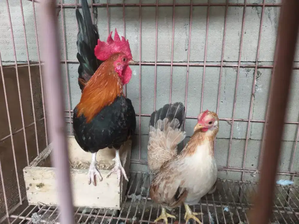 Ayam serama ayam kate