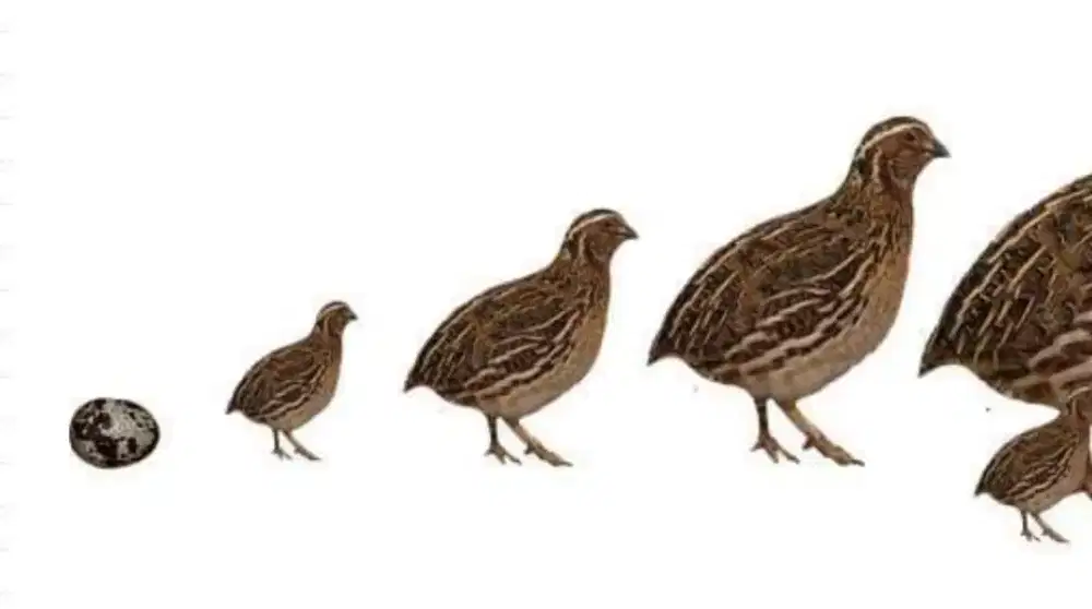 Burung puyuh petelur