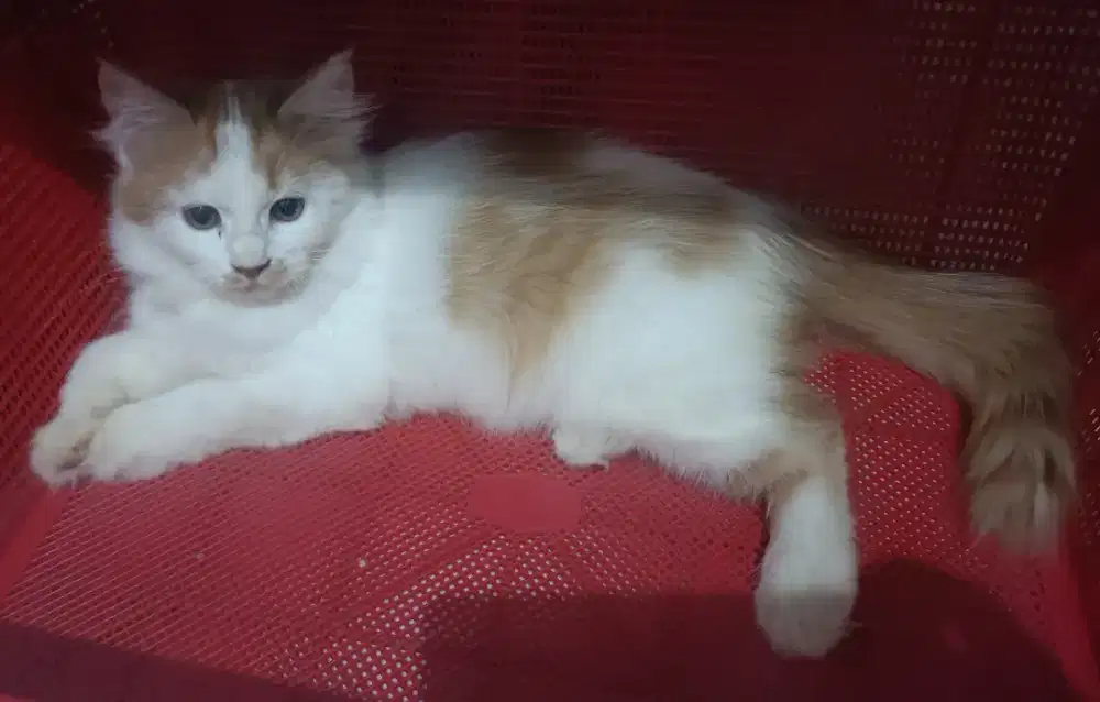 Lepas adopt kucing