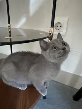 British Shorthair Kitten Warna Solid Blue