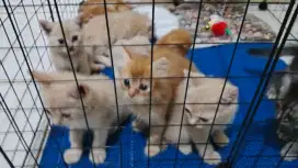 Adopsi kitten British  dan kitten mix british