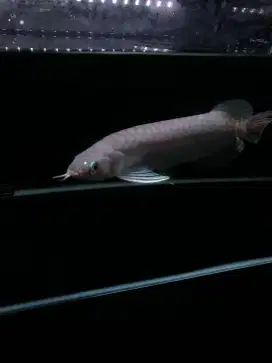 Arowana Green Pino