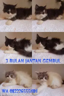 kitten dan adult borongan