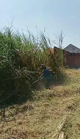 Jasa Potong rumput area Surabaya. Sidoarjo dan sekitarnya