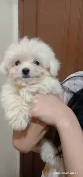 Puppy Bichon mix poodle jantan 2 bulan