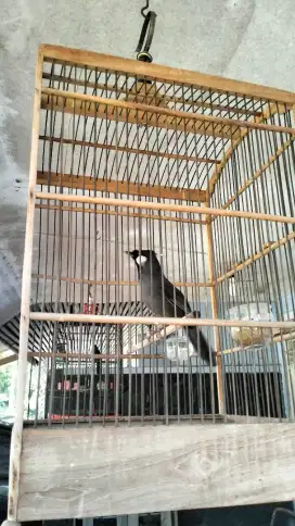 Poksay Hongkong betina jinak