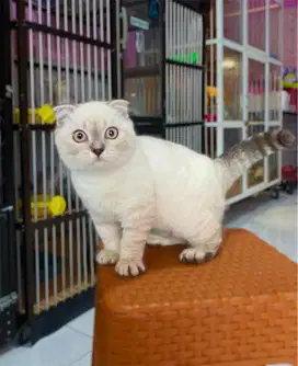 Kucing kitten bsh fold/scottish fold bsh