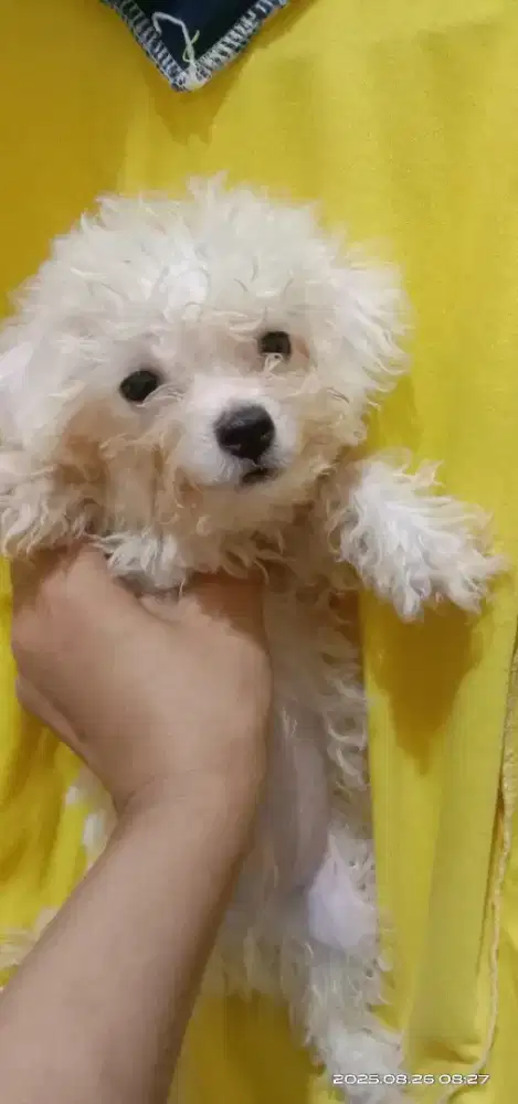 Bichon frise jantan 2 bulan