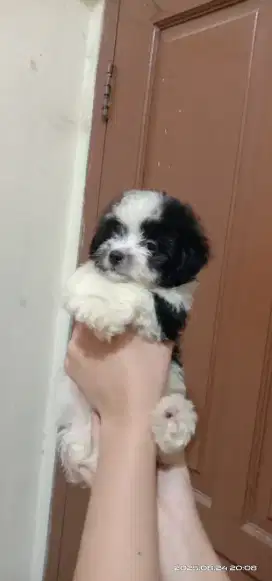 Maltese mix poodle betina 2 bulan