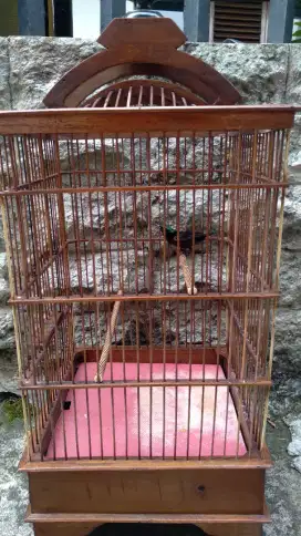 Burung Kolibri Ninja / Konin