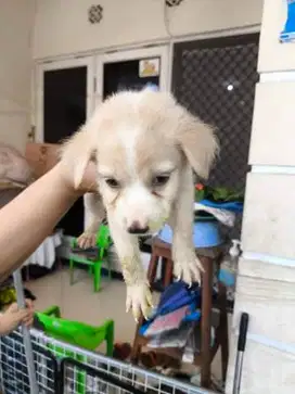Anak anjing murah mix herder kintamani