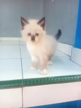 Anak kucing kitten Himalaya