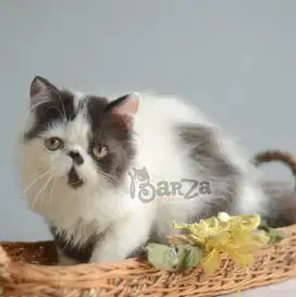 Kucing Exotic & Persia peaknose