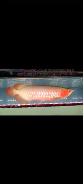 Ikan Arwana super red jumbo siap pajang