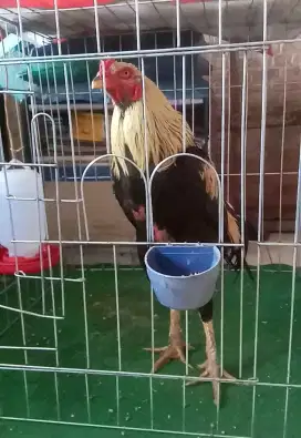 Ayam Bangkok muda jalu renteng