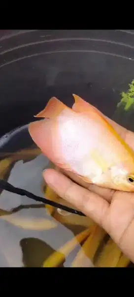 Ikan gurame soang dan Padang