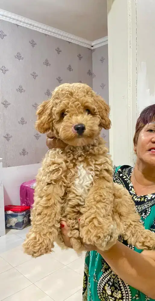 Dijual cepat 4 ekor anakan poodle jantan