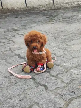 Red Toy Poodle jantan (lengkap)