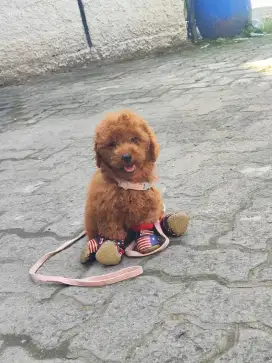 Red Toy Poodle jantan (lengkap)
