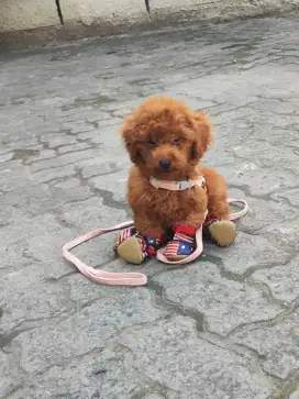 Red Toy Poodle jantan (lengkap)