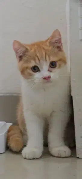 Kitten Bsh pure