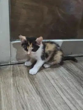 Kucing Persia Himalaya