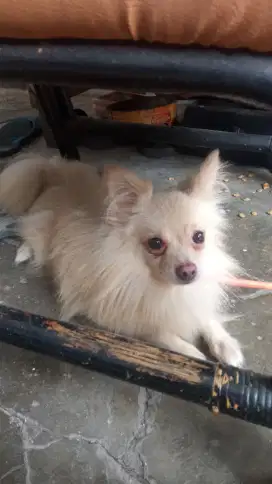Anjing Pom Jantan