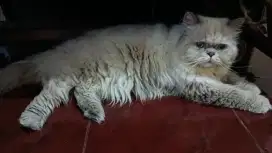 Kucing flat nose, peak nose, exo, Himalaya