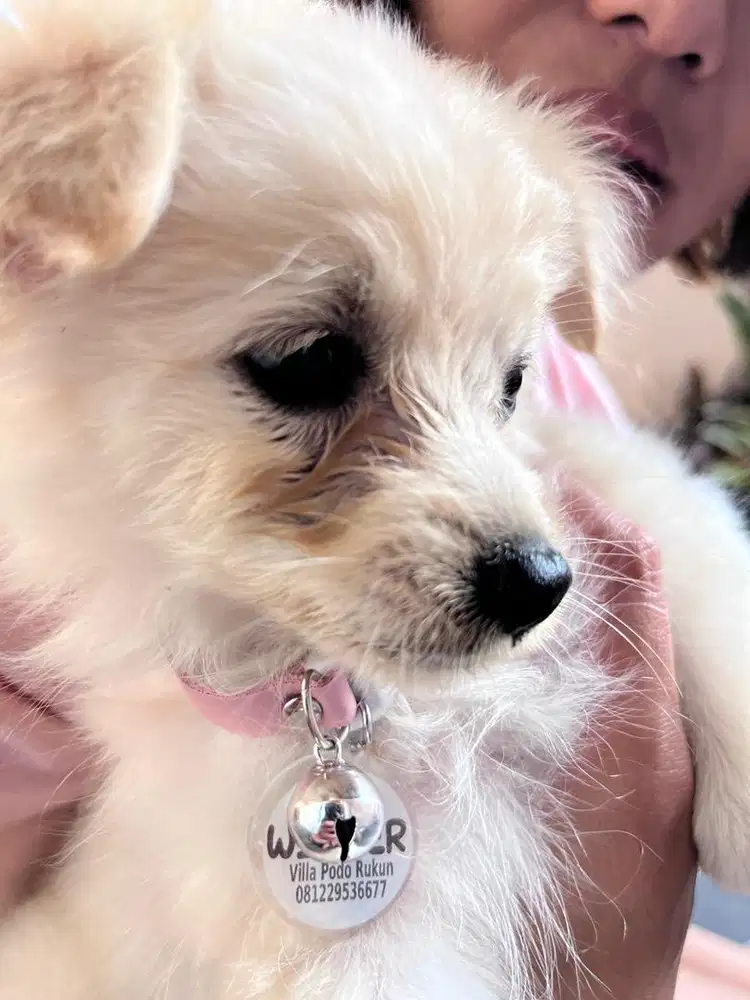anjing pom pomeranian betina